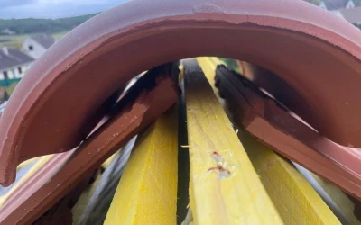 renovztion toiture - pro toiture (18)